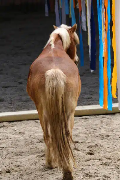 Saddle horse posing for camera in riding hall during training